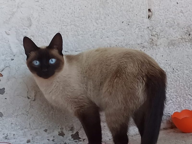 Frida, Mestre, Lady e Naksu (Adoção Urgente)