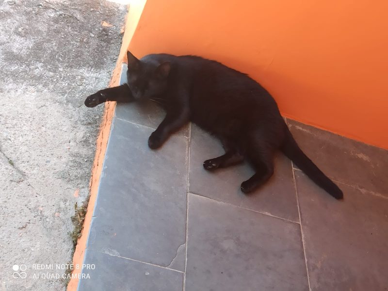 Frida, Mestre, Lady e Naksu (Adoção Urgente)