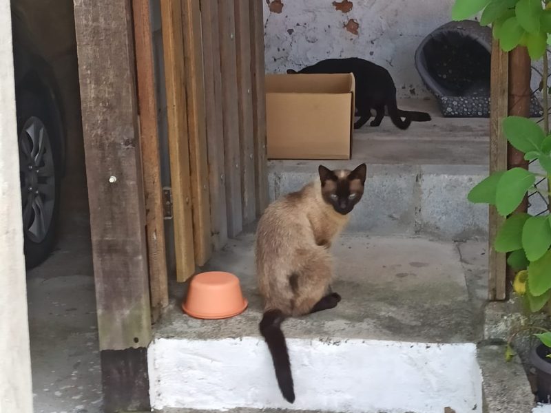Frida, Mestre, Lady e Naksu (Adoção Urgente)