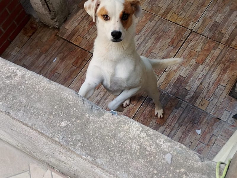 Lilo (Adoção Urgente)