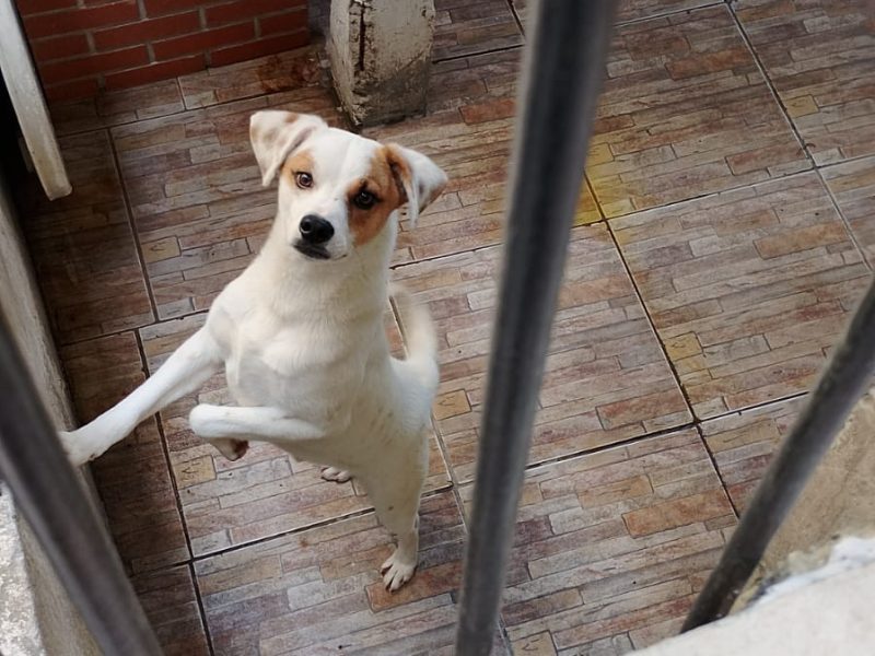Lilo (Adoção Urgente)
