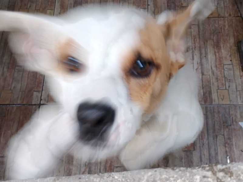 Lilo (Adoção Urgente)