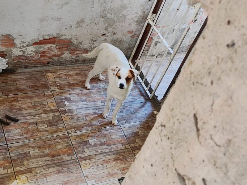 Lilo (Adoção Urgente)