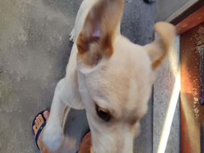 Tobi (Adoção Urgente)