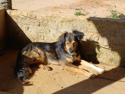 Porte M (Adoção Urgente)