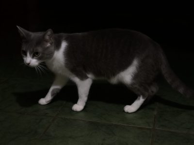 Zeus (Adoção Urgente)