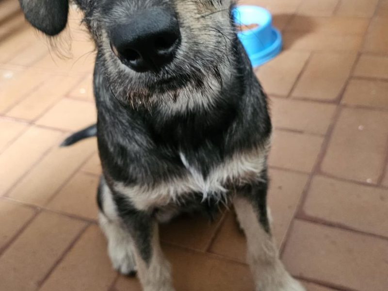 Zoe (Adoção Urgente)