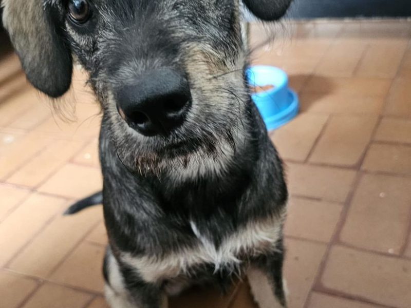 Zoe (Adoção Urgente)