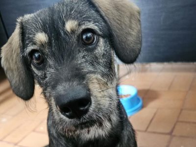 Zoe (Adoção Urgente)