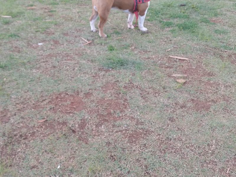 Teddy (Adoção Urgente)
