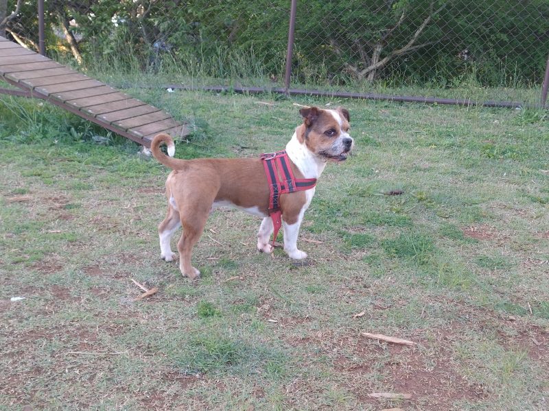 Teddy (Adoção Urgente)
