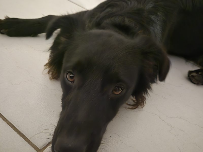 Sirius (Adoção Urgente)