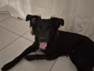 Sirius (Adoção Urgente)