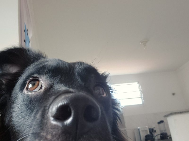 Sirius (Adoção Urgente)