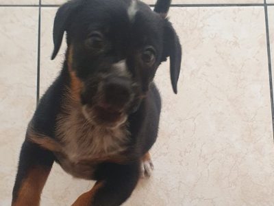 Luke (Adoção Urgente)