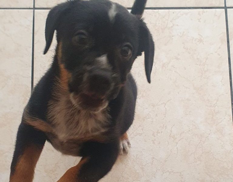Luke (Adoção Urgente)