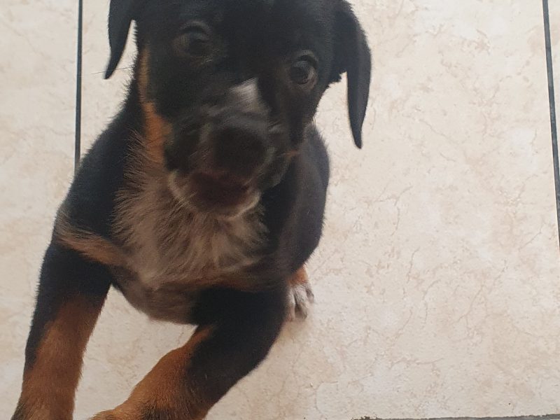 Luke (Adoção Urgente)