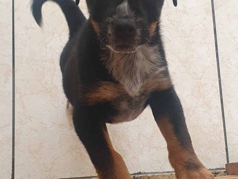 Luke (Adoção Urgente)