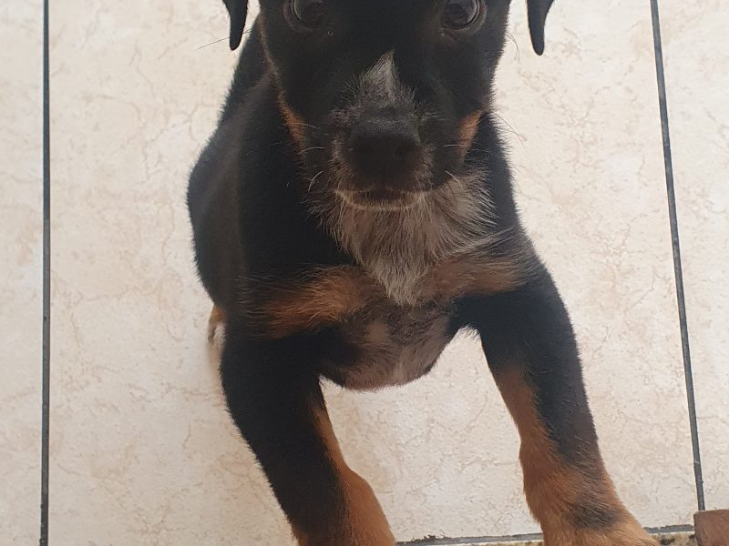 Luke (Adoção Urgente)