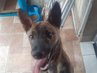 Max (Adoção Urgente)