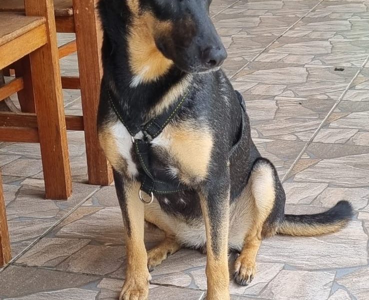 Zara (Adoção Urgente)