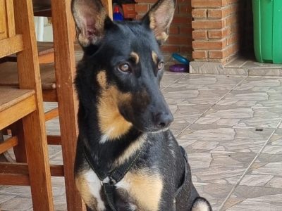 Zara (Adoção Urgente)