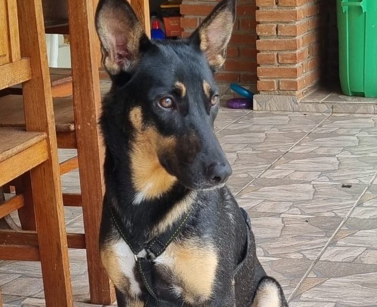Zara (Adoção Urgente)