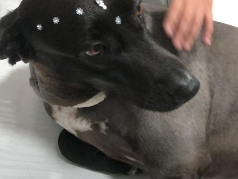 Gaia (Adoção Urgente)