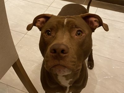 Duke (Adoção Urgente)
