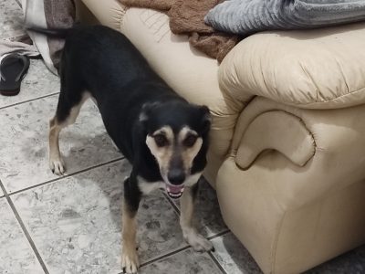 Mindy (Adoção Urgente)