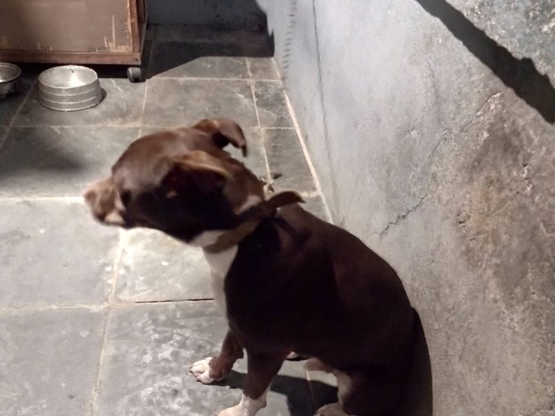 Thomas (Adoção Urgente)