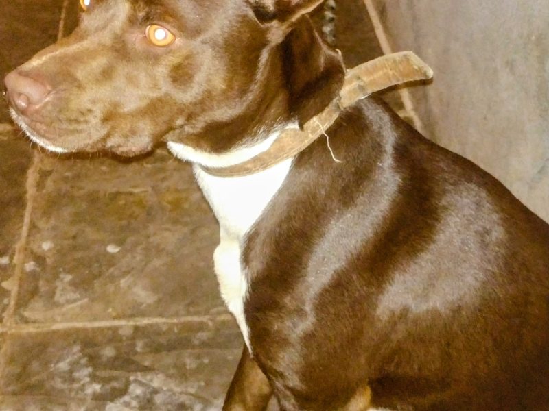 Thomas (Adoção Urgente)