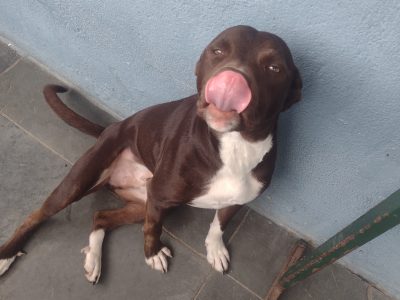 Thomas (Adoção Urgente)