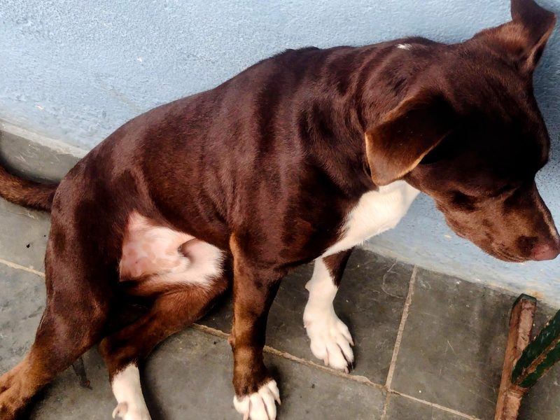 Thomas (Adoção Urgente)