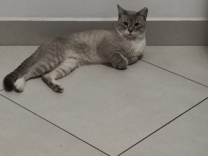 Toninho (Adoção Urgente)