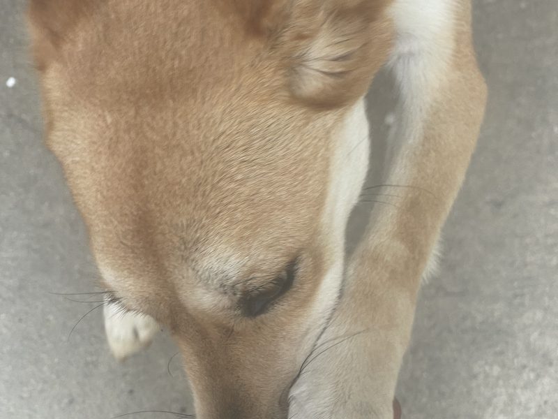 Luna (Adoção Urgente)