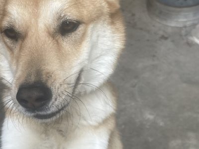 Luna (Adoção Urgente)