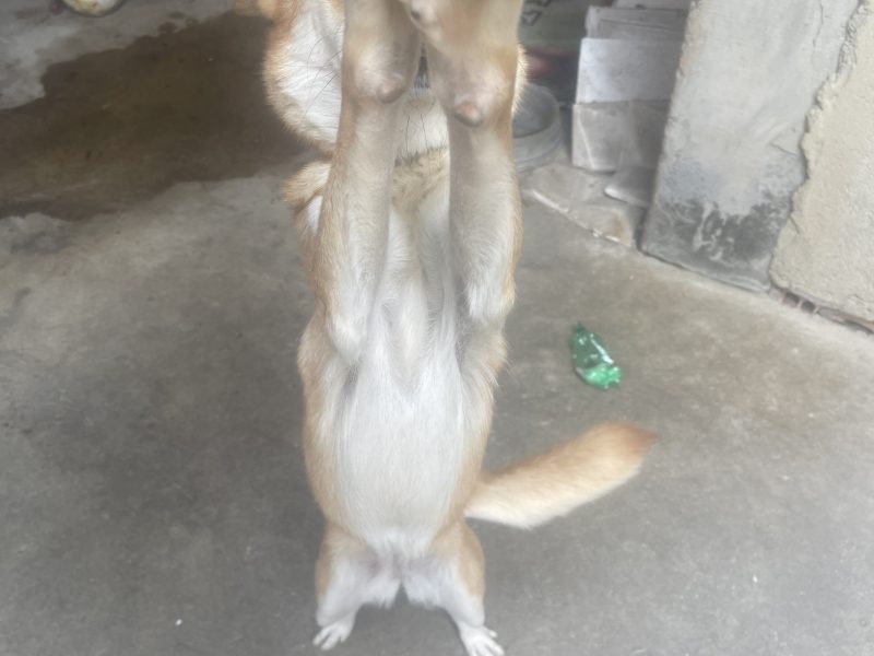 Luna (Adoção Urgente)