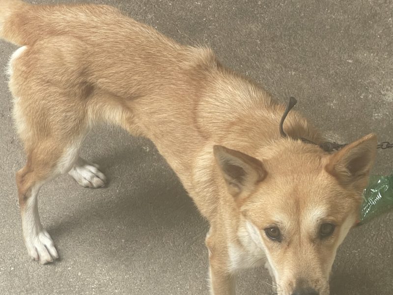 Luna (Adoção Urgente)