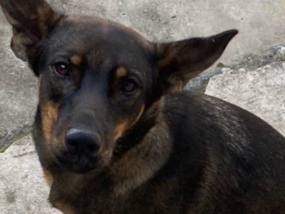 Weedy (Adoção Urgente)