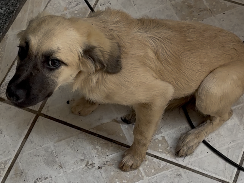 Juju (Adoção Urgente)