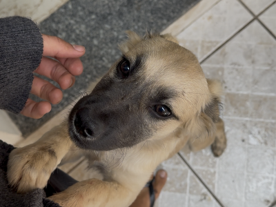 Juju (Adoção Urgente)
