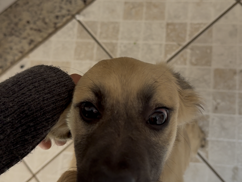 Juju (Adoção Urgente)