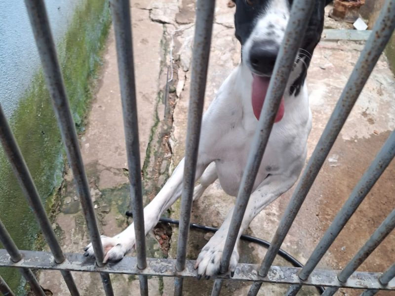Lua (Adoção Urgente)