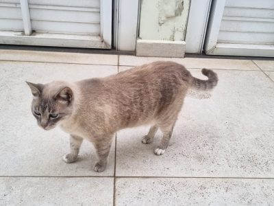 3 Gatos (Adoção Urgente)