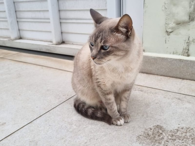 3 Gatos (Adoção Urgente)