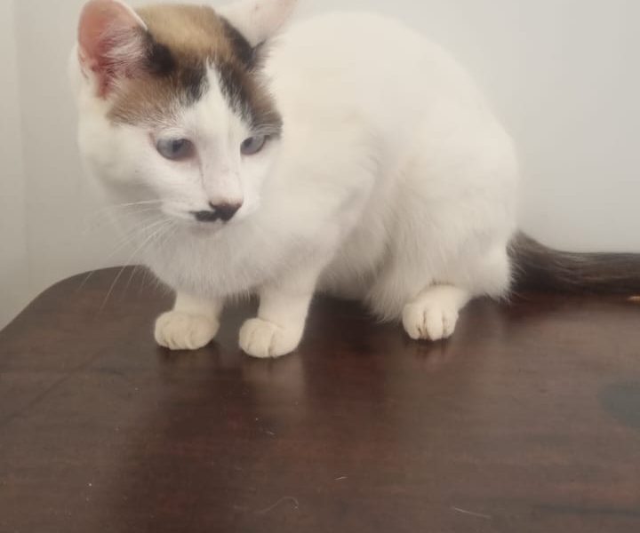 3 Gatos (Adoção Urgente)