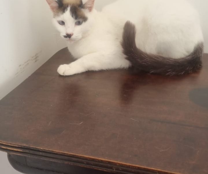 3 Gatos (Adoção Urgente)