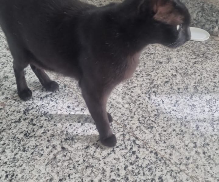3 Gatos (Adoção Urgente)
