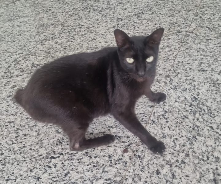 3 Gatos (Adoção Urgente)